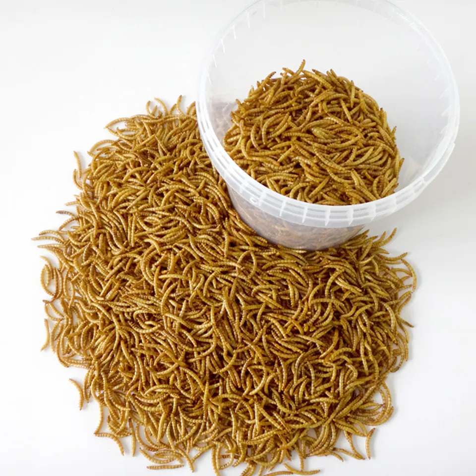 mealworms in a cup