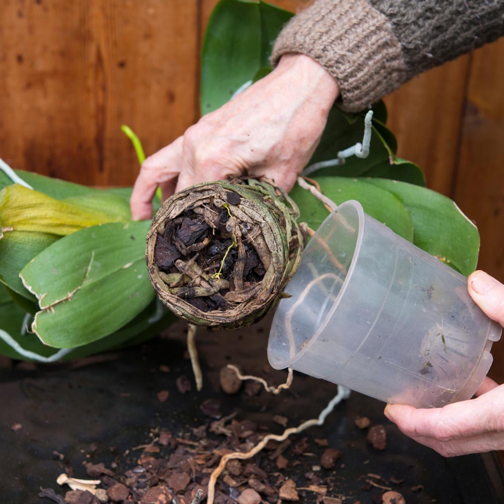 How to Re-Pot Orchids: A Comprehensive Guide