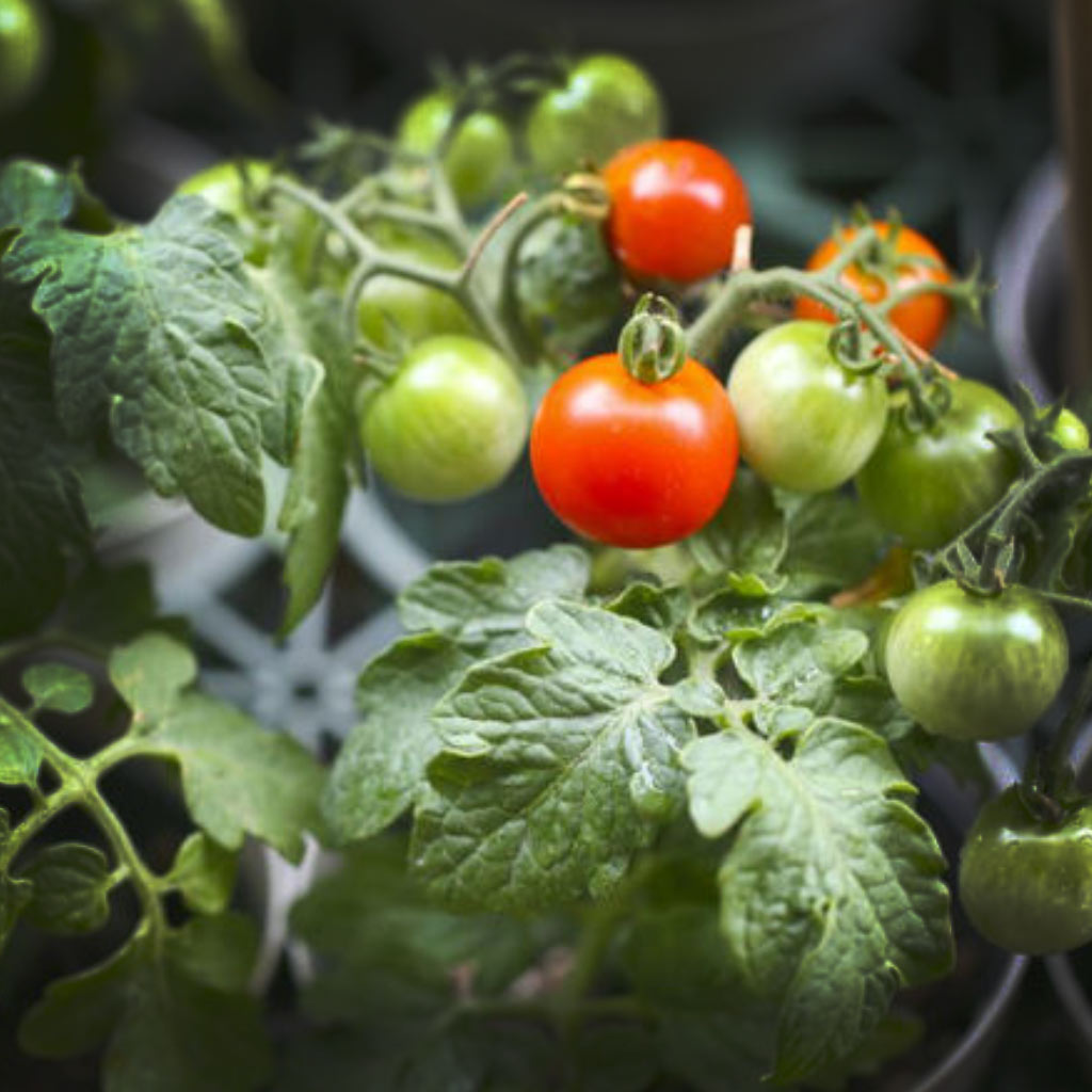 How to grow tomatoes in the UK
