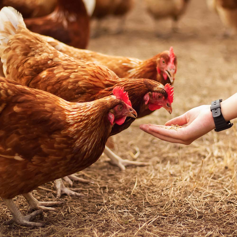 The Ultimate Guide to Raising Mealworms: Everything You Need to Know