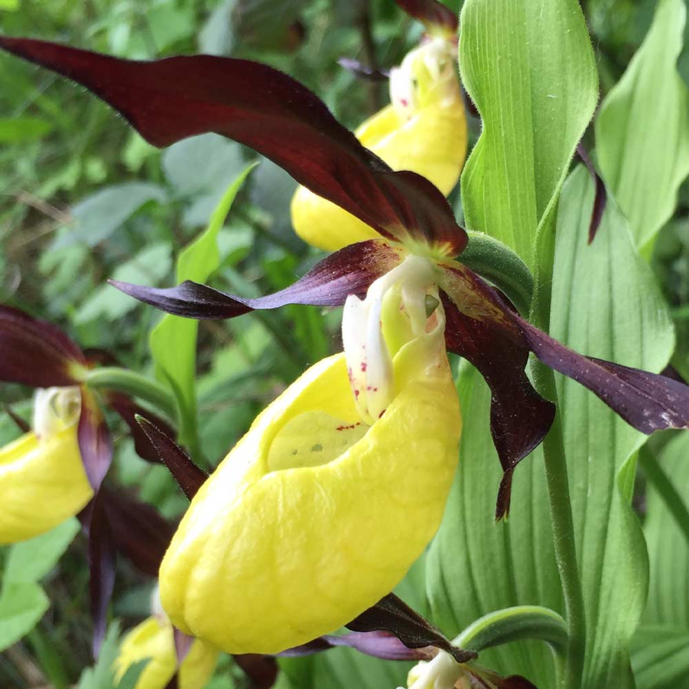 The Fascinating World of Lady Slipper Orchids