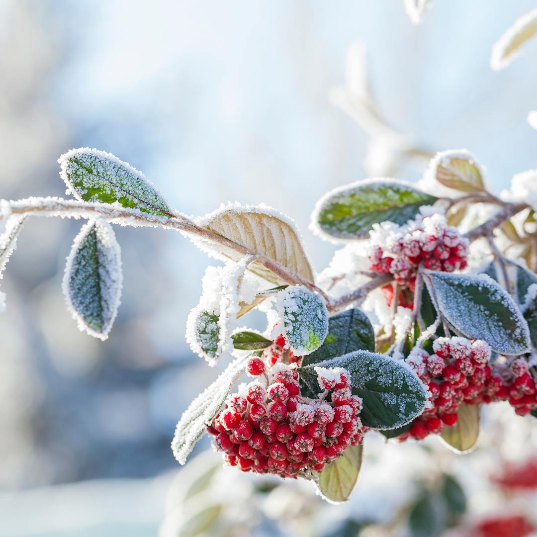 How to Care for Frost Damaged Plants