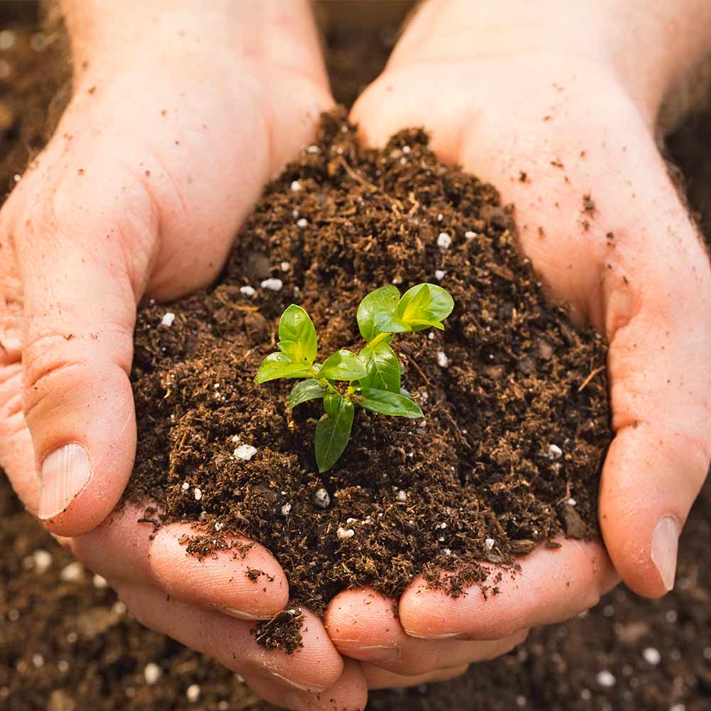 The Ultimate Guide to Optimizing Garden Soil Quality for a Flourishing Garden